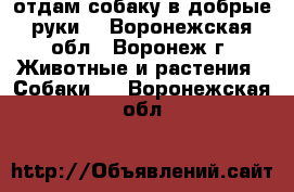 отдам собаку в добрые руки  - Воронежская обл., Воронеж г. Животные и растения » Собаки   . Воронежская обл.